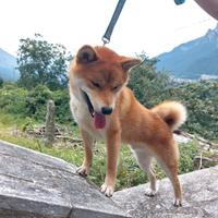 Shiba inu maschio con pedigree per monta