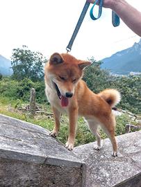 Shiba inu maschio con pedigree per monta