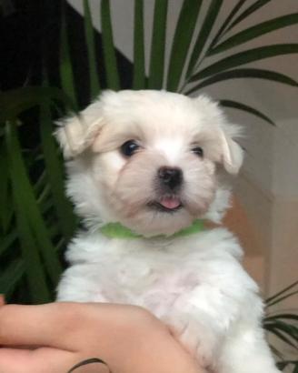 Cucciolata di maltese