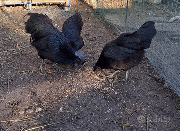 2 galline e 1 gallo Ayam Cemani