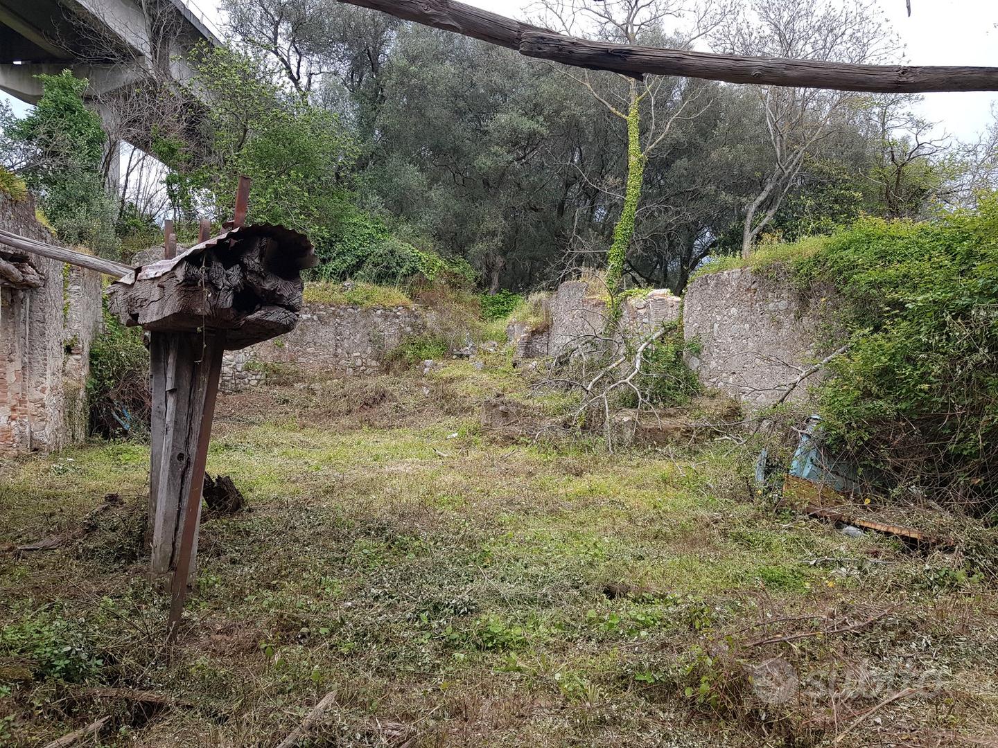 Antico frantoio con terreno e piante giovani - Vista 3