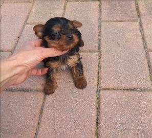 Yorkshire cucciole femmine mini Toy