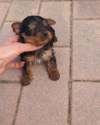 Yorkshire cucciole femmine mini Toy
