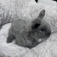 Coniglietti ariete nano disponibili