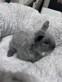 Coniglietti ariete nano disponibili