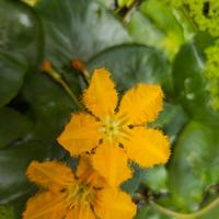 Ninfea peltata sunset