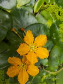 Ninfea peltata sunset