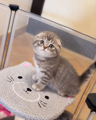 Ultima meravigliosa gattina scottish fold