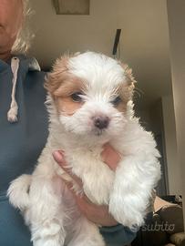 Biwer Yorkshire terrier