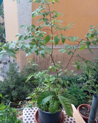 Pianta arborea di olmo altezza cm 85, vaso rotondo