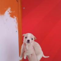 Chihuahua mix toy maschietto