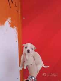 Chihuahua mix toy maschietto