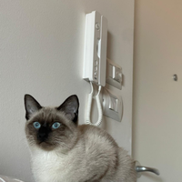 Bella gattina siamese