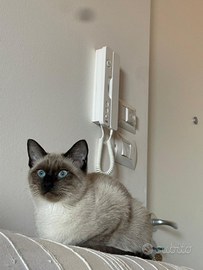 Bella gattina siamese