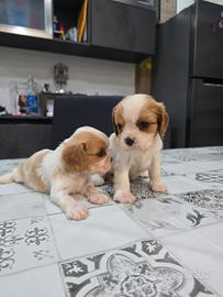 Cuccioli di cavalier king