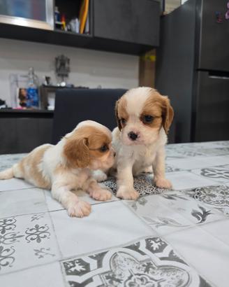 Cuccioli di cavalier king