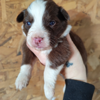 Cucciolo pastore australiano