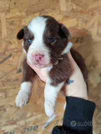 Cucciolo pastore australiano
