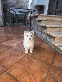 Cuccioli siberian husky