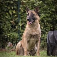 Pastore belga malinois