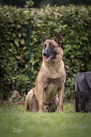 Pastore belga malinois