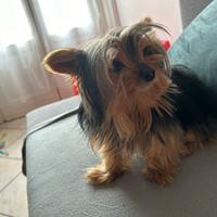 Vendo yorkshire terrier maschio nato nel 2022