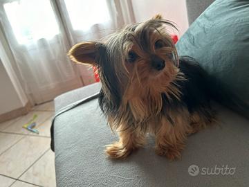 Vendo yorkshire terrier maschio nato nel 2022