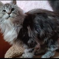 Cucciola Maine coon con pedigree