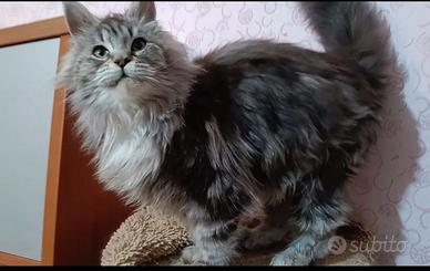 Cucciola Maine coon con pedigree