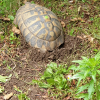 Testudo hermann i botgeri