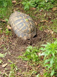 Testudo hermann i botgeri