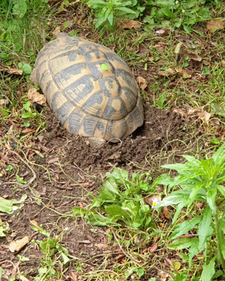 Testudo hermann i botgeri