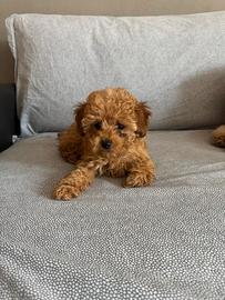 Barboncini toy e mini toy