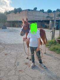 Puledro Paint