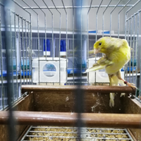 Canarini timbrado spagnolo