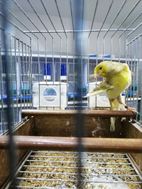 Canarini timbrado spagnolo