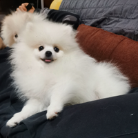 Spitz tedesco nano pomerania con pedigree enci
