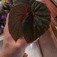begonia terrario 