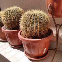 Cuscino della Suocera "Echinocactus grusonii" cact