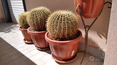 Cuscino della Suocera "Echinocactus grusonii" cact