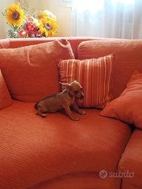 Cuccioli femmine chihuahua mix pinscher due mesi
