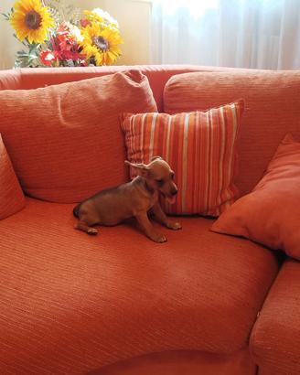 Cuccioli femmine chihuahua mix pinscher due mesi