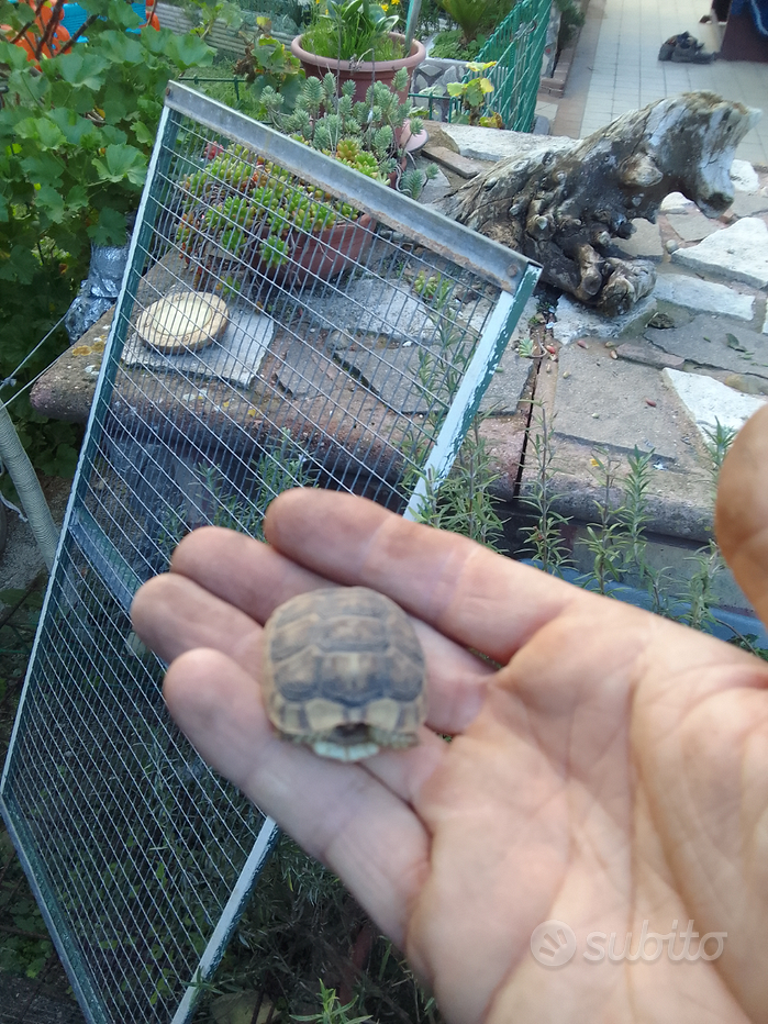 Terrario per tartarughe con casetta senza fondo - Animali In vendita a Roma