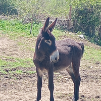 Asini maschi taglia grande