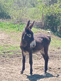 Asini maschi taglia grande