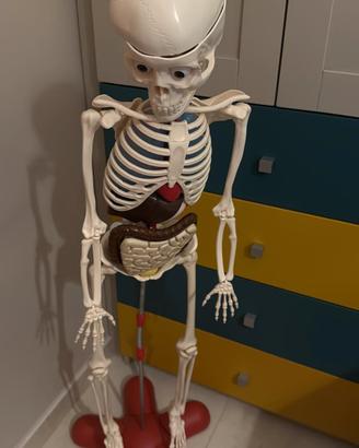 scheletro corpo umano 