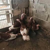 Tacchini rosso di borbone