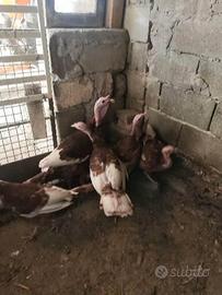 Tacchini rosso di borbone