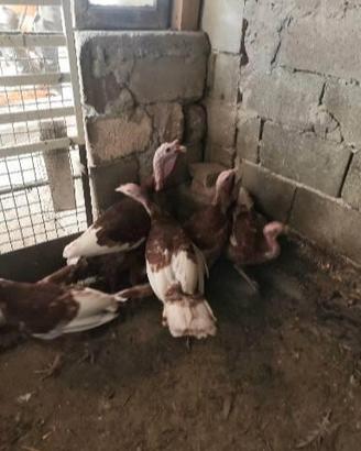 Tacchini rosso di borbone