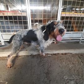 Segugio da lepre